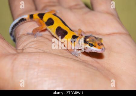 geco leopardo carino e carino. rettile per animali domestici. Foto Stock