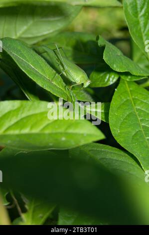 cavalletta verde mimetica tra foglie verdi Foto Stock