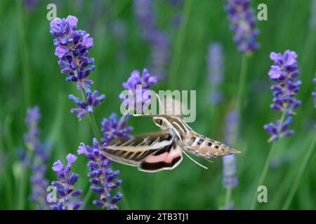 USA, Oregon, Bend, Rancho las Hierbas, sfinge foderate bianche, lineata Hyles, falena di colibrì Foto Stock