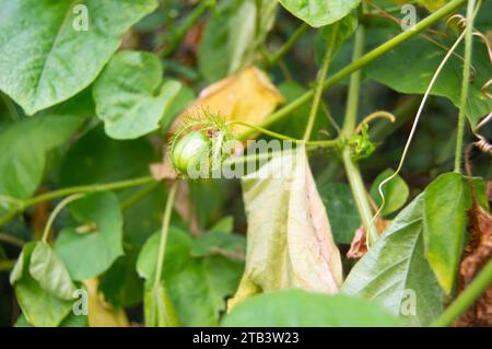 rambusa o passiflora foetida young Foto Stock