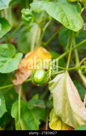 rambusa o passiflora foetida young Foto Stock