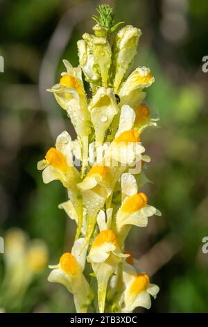 Primo piano di toadflax comune (linuaria vulgaris) in fiore Foto Stock