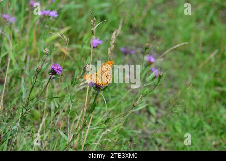 Schmetterling, Kaisermantel (Argynnis paphia) Foto Stock