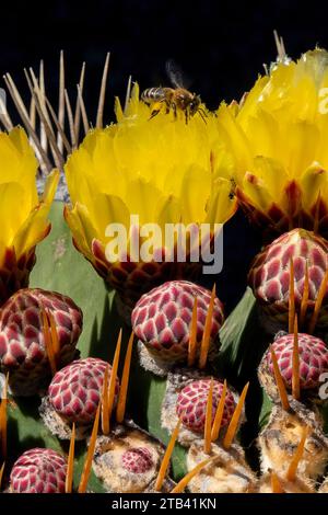 Ape che succhia nettare da un bel fiore di un cactus Foto Stock