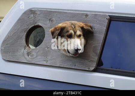 Cane che guarda fuori dal retro del veicolo di servizio San Francisco, California, USA Foto Stock