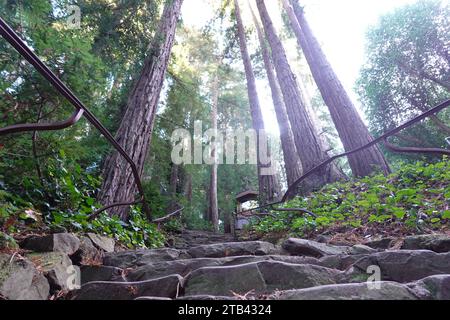 I 670 gradini Dipsea all'inizio del percorso storico da Mill Valley a Stinson Beach, Mill Valley, San Francisco, California, USA Foto Stock