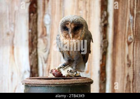 Barn Owl mangia un criceto su una lattina di latte nella fattoria di raptor nei Paesi Bassi Foto Stock