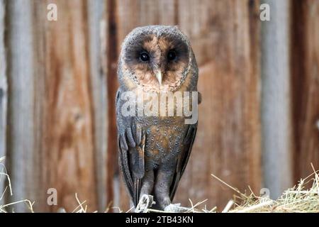 Barn Owl mangia un criceto su una lattina di latte nella fattoria di raptor nei Paesi Bassi Foto Stock