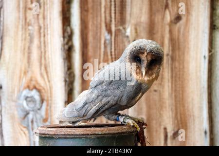 Barn Owl mangia un criceto su una lattina di latte nella fattoria di raptor nei Paesi Bassi Foto Stock