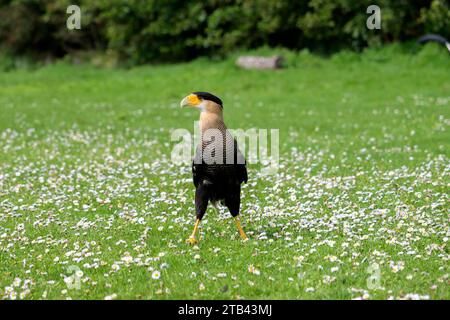 caracara crestata (Caracara plancus) conosciuta anche come l'aquila messicana durante il servizio fotografico Foto Stock