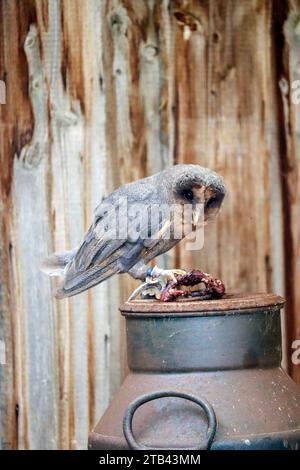 Barn Owl mangia un criceto su una lattina di latte nella fattoria di raptor nei Paesi Bassi Foto Stock