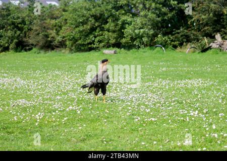 caracara crestata (Caracara plancus) conosciuta anche come l'aquila messicana durante il servizio fotografico Foto Stock