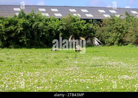 caracara crestata (Caracara plancus) conosciuta anche come l'aquila messicana durante il servizio fotografico Foto Stock