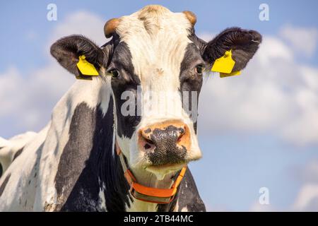 Simpatica testa di mucca che guarda la macchina fotografica, da vicino e cartellini di bestiame, con corna segate, naso rosa e cielo blu Foto Stock