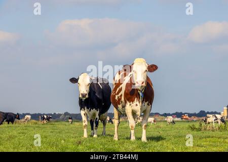 2 mucche, coppia che guarda la fotocamera, multicolore nero e rosso, in un campo verde sotto un cielo blu e orizzonte sulla terra Foto Stock