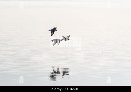 Tre Sanderling volanti (Calidris alba) a Leigh on Sea, Essex Foto Stock