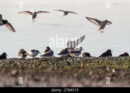 Sbarco Sanderling (Calidris alba) a Leigh on Sea, Essex Foto Stock