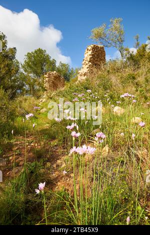 Fiori di aglio rosato (Allium roseum) vicino alle rovine nel sentiero escursionistico SL-CV50 fino a Cala Llebeig (Teulada, Marina alta, Alicante, Comunità Valenciana, Spagna) Foto Stock