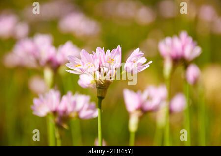 Primo piano dell’aglio rosato (Allium roseum) fiori di infiorescenza (Teulada, Marina alta, Alicante, Comunità Valenciana, Spagna) Foto Stock