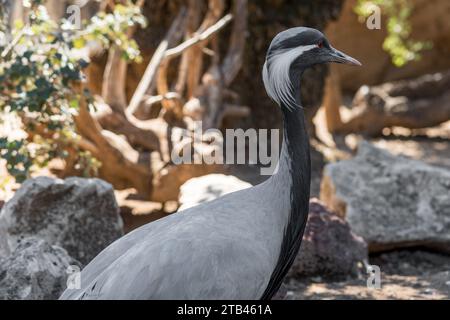 Primo piano della gru demoiselle (Grus virgo) in un tipico ecosistema riproduttivo. È una specie di gru diffusa nell'Eurasia centrale. Foto Stock