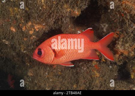 Pesce soldato con frange bianche (murdian di Myripristis), sito di immersione Aliwal Shoal, Umkomaas, KwaZulu Natal, Sudafrica Foto Stock