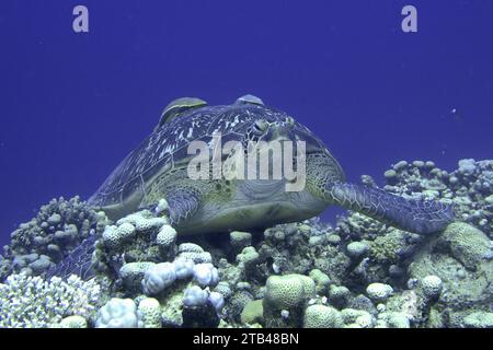 Tartaruga verde (Chelonia mydas) con un guardiano della nave (Remora remora), disteso sulla barriera corallina. Sito di immersione House Reef, Mangrove Bay, El Quesir, Mar Rosso, Egitto Foto Stock