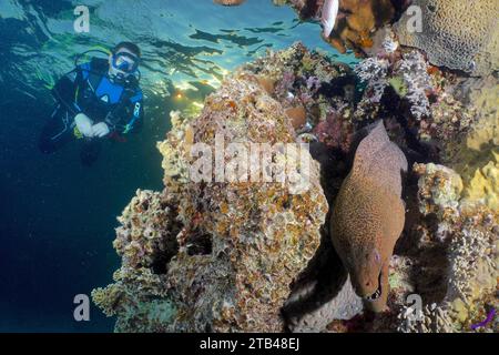 Sommozzatore che guarda il moreno gigante (Gymnothorax javanicus) alla luce della sera. Sito di immersione House Reef, Mangrove Bay, El Quesir, Mar Rosso, Egitto Foto Stock