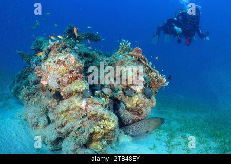 Tuffati guardando il blocco di coralli con morena gigante (Gymnothorax javanicus), il sito di immersione House Reef, Mangrove Bay, El Quesir, Mar Rosso, Egitto Foto Stock