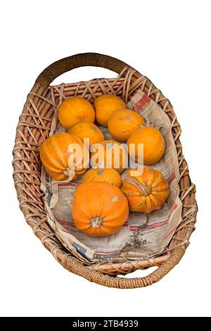 Zucca matura isolata su bianco. Ringraziamento. Raccolta di zucche Foto Stock