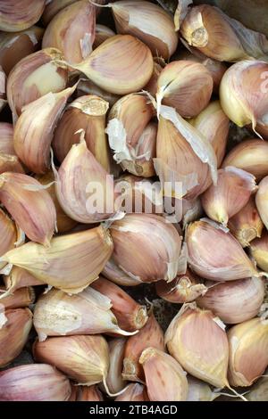 Gli spicchi d'aglio si separarono dalle teste prima di piantare nel terreno. Foto Stock