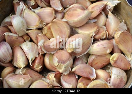 Gli spicchi d'aglio si separarono dalle teste prima di piantare nel terreno. Foto Stock