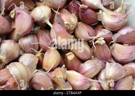 Gli spicchi d'aglio si separarono dalle teste prima di piantare nel terreno. Foto Stock