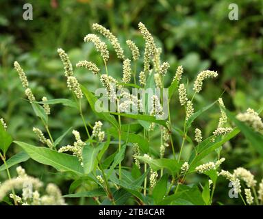 Erbaccia Persicaria lapathifolia cresce in un campo tra le colture agricole. Foto Stock