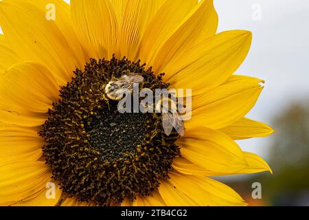 Primo piano di due bombi seduti sul floretto di un girasole Foto Stock