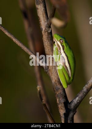 Green Treefrog (Hyla cinerea), Huntley Meadows, Virginia Foto Stock