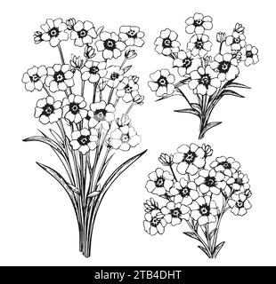 Forget-me-Not Flowers illustrazione vettoriale isolata su sfondo bianco, schizzo a inchiostro, doodle decorativo a base di erbe, stile line art per la medicina di design, invito di nozze, biglietto d'auguri, cosmetici floreali Illustrazione Vettoriale