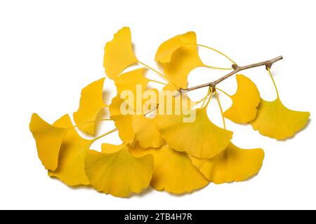 Ramo di Ginkgo biloba con foglie giallite isolate su bianco Foto Stock