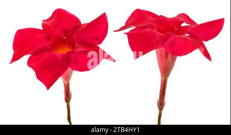 Fiori di mandevilla rossi isolati su sfondo bianco Foto Stock