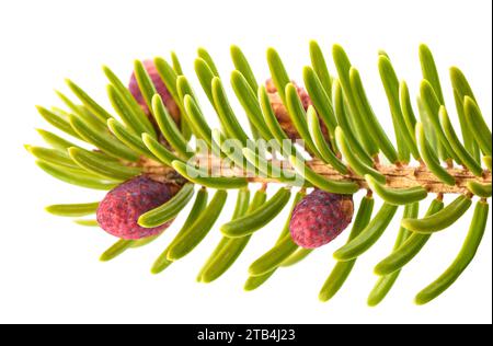 Ramo di Picea con pineconi isolati su bianco Foto Stock