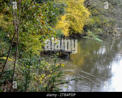 Palliativo paesaggio ripariano lungo il fiume Wey a Wisley che mostra colori autunnali. Alta risoluzione, Foto Stock