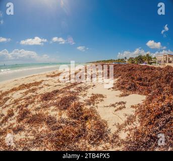 La bellissima spiaggia caraibica è sporca e sporca, il brutto problema del sargazo delle alghe a Playa del Carmen Quintana Roo, Messico Foto Stock