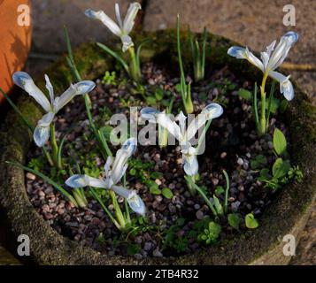 Iris reticulata "pianeta congelato" Foto Stock