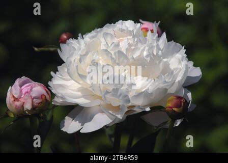 Paeonia "Baronessa Schroder" Foto Stock