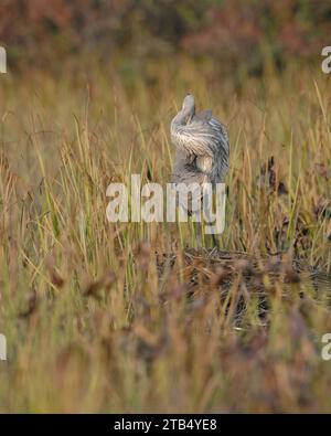 Great Blue Heron che pulisce le piume Foto Stock