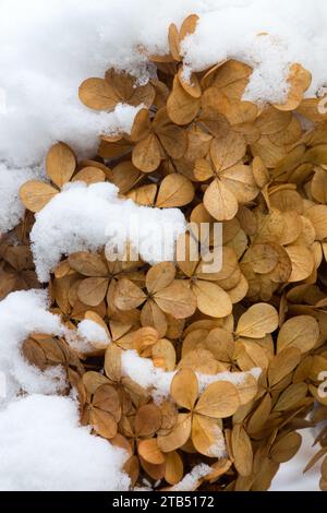 Secchi, teste di semi, Ortensia, teste di semi, neve, coperto, impianto, semi, Deadhead, Inverno Foto Stock