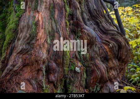 Muschio che cresce su un tronco di cedro lungo il sentiero ad anello Oxbow nella valle del fiume Middle Fork Snoqualmie vicino a North Bend nello Stato di Washington, Stati Uniti Foto Stock