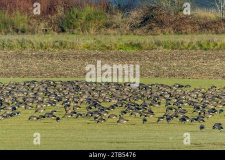 Oche che che si cibano (Branta hutchinsii) che si nutrono di erba in un campo a Woodinville, nello stato di Washington, Stati Uniti. Foto Stock