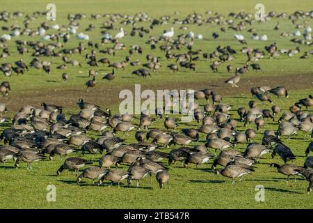 Oche che che si cibano (Branta hutchinsii) che si nutrono di erba in un campo a Woodinville, nello stato di Washington, Stati Uniti. Foto Stock