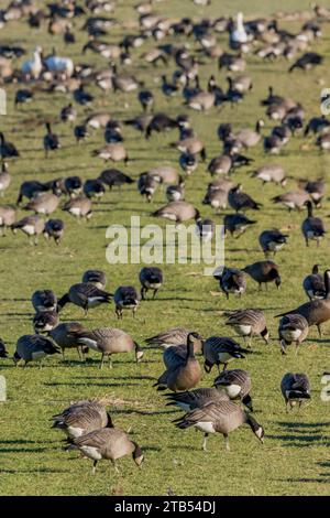 Oche che che si cibano (Branta hutchinsii) che si nutrono di erba in un campo a Woodinville, nello stato di Washington, Stati Uniti. Foto Stock