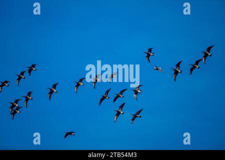 Le oche che grippanti (Branta hutchinsii) in volo con un cielo blu sullo sfondo vicino a Woodinville, Stato di Washington, Stati Uniti. Foto Stock